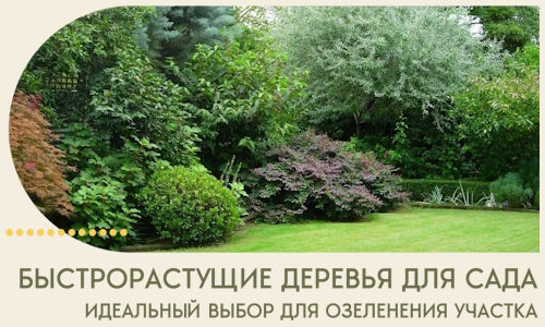 Быстрорастущие деревья для сада идеальный выбор в Кстове