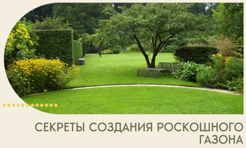 Секреты создания роскошного газона в Кстове